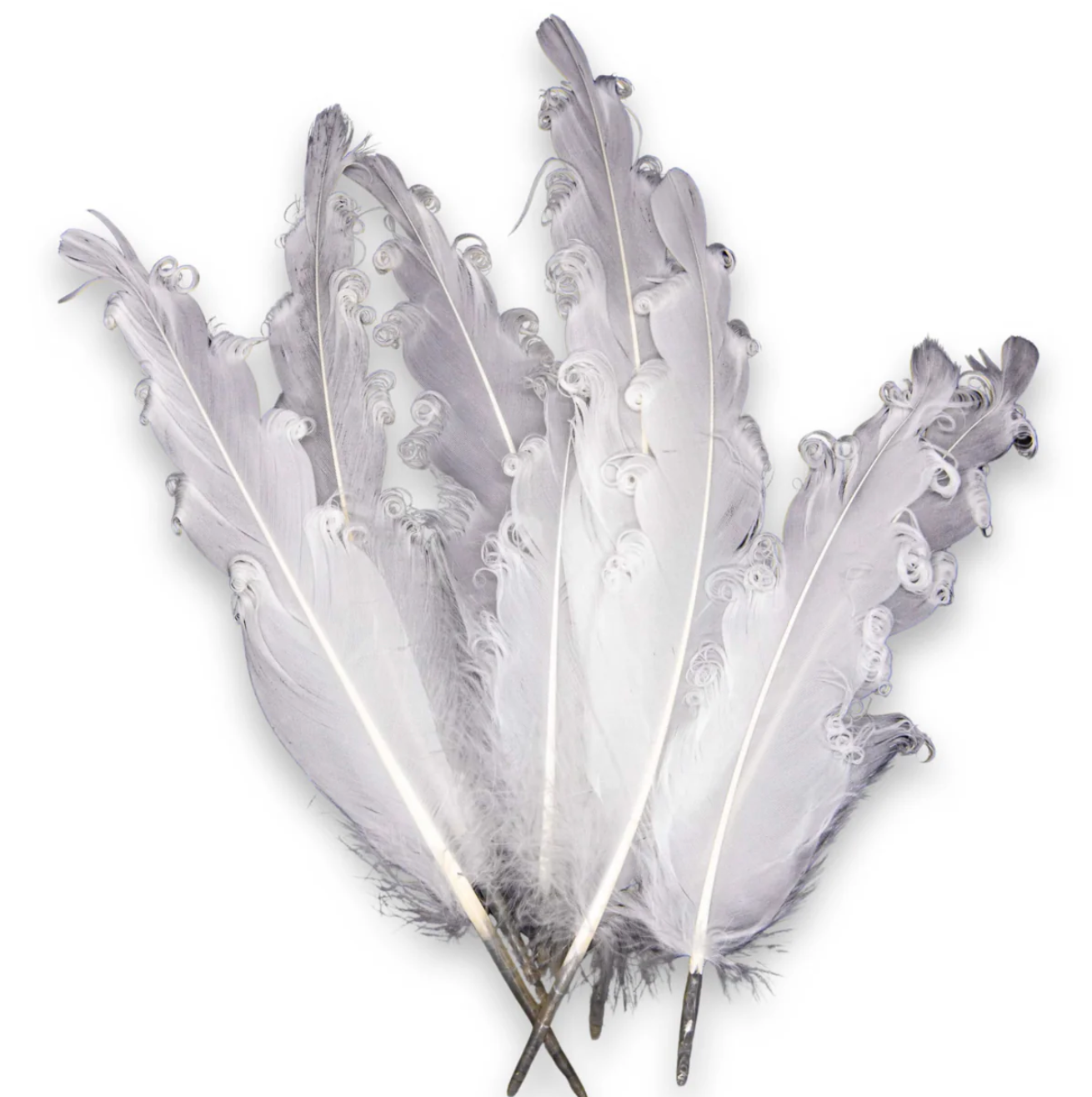 Smudging Feather - Goose