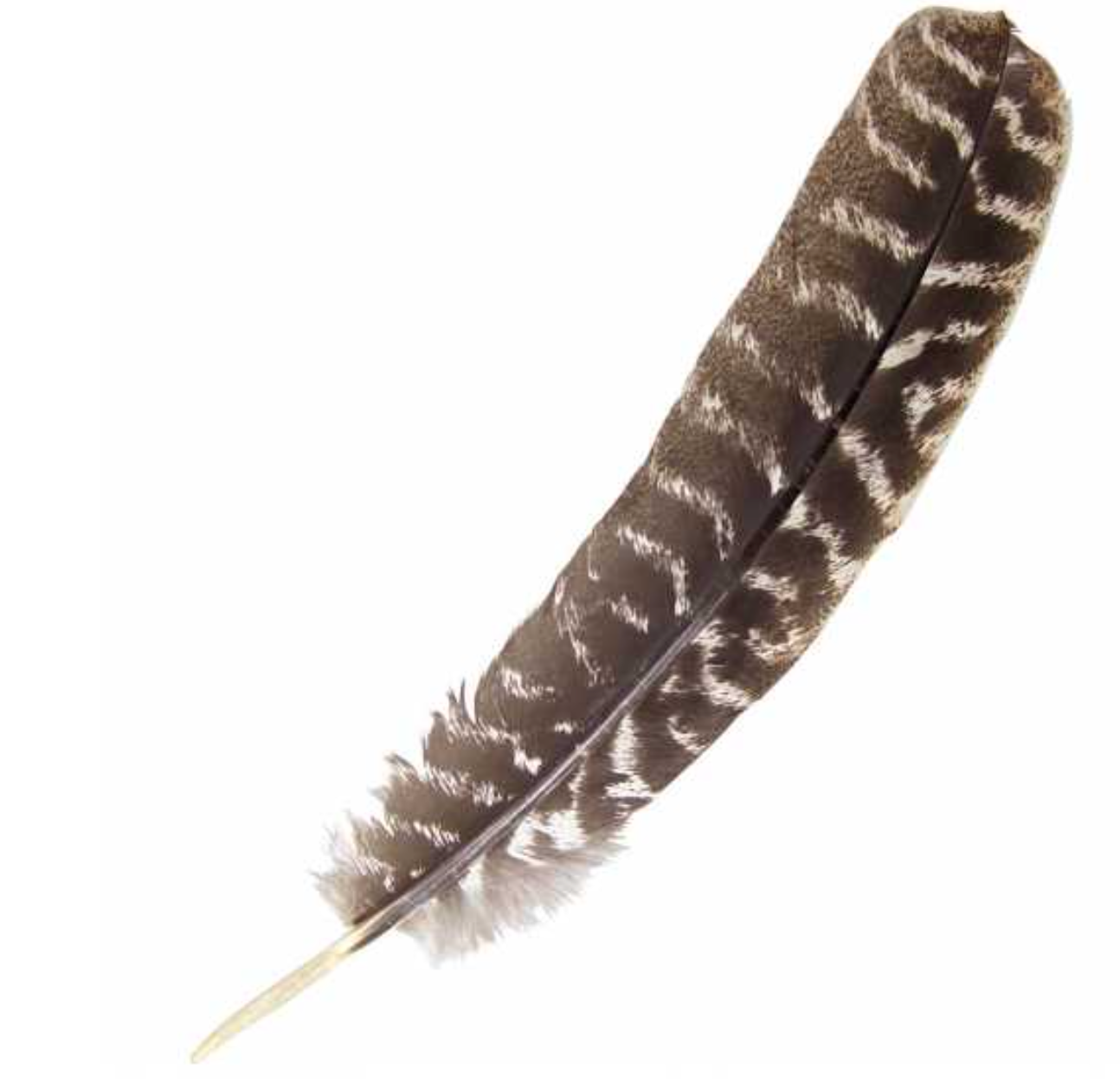 Smudging Feather - Turkey